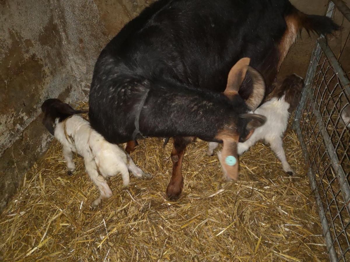 Willa Stybeck Farm Thirlmere Zewnętrze zdjęcie